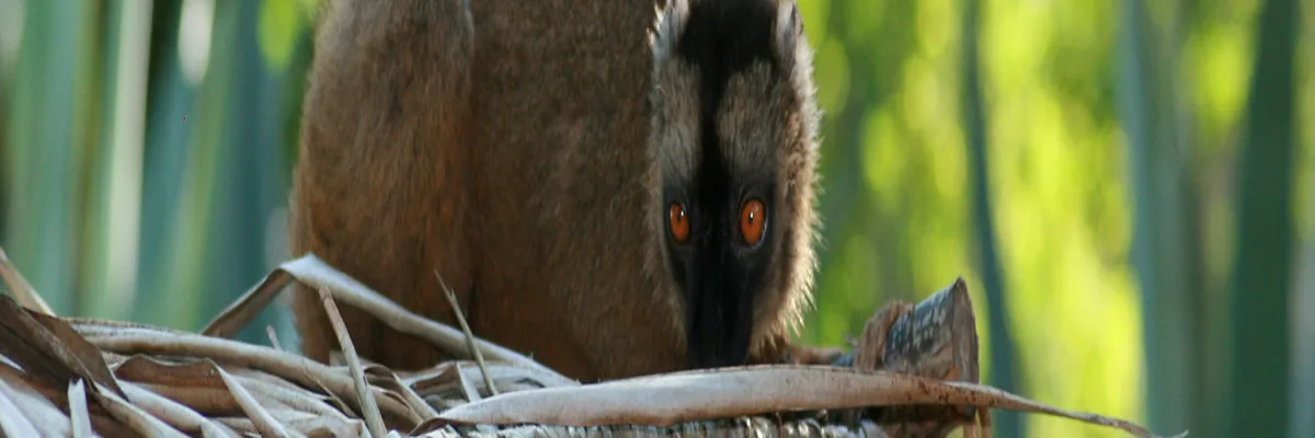 Image Pose abri de piscine Mayotte